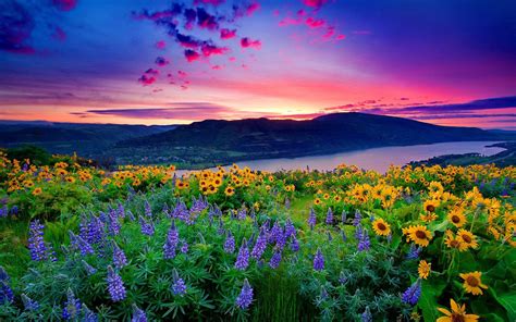 wallpaper pictures|nice wallpapers.